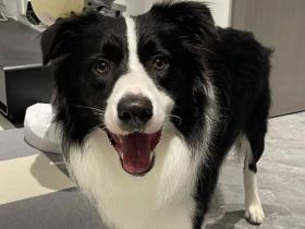 边牧绝育后站姿都变了,仔细一看…肉眼可见的娘了