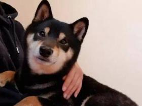 你家狗有什么过人技能?网友:我家狗会擦地板