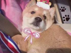 “狗狗被当街抢走的第二天,我找到了只剩一半的它……”