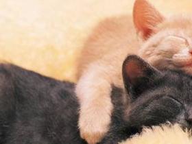 养猫都有这几个好处,怪不得大家都这么喜欢养猫