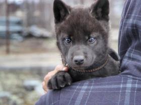 捡回来一只蓝眼雪橇犬,4个月后带去看兽医:这不是狗!!