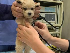 主人晒家里狗勾去医院体检的照片，网友：是个玩具熊吧？