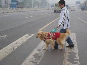 “国际导盲犬日”，请给导盲犬多一些关怀和理解