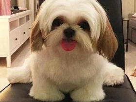 狗子失踪两年后,主人突然听到它的声音…