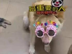 土狗“大美丽”当保安,每月三千元工资,背后故事感人