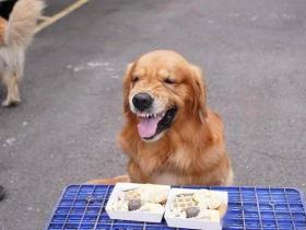 养一只脾气很差又贪吃的金毛,是什么体验?