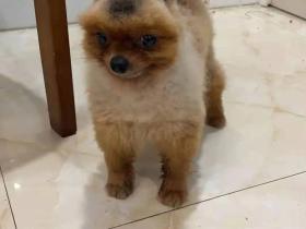 让老妈帮忙带狗,可回家就愣了:哪来的松鼠?我狗呢!