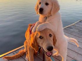 养了二胎后,头胎大金毛的日子,好像有点难过