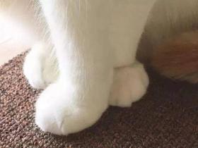 背影杀手小橘猫!这只“橘肥圆”的身影实在太迷人!