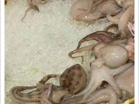 剧毒“蓝环章鱼”再次现身餐厅!这次更险!是“煮熟版”