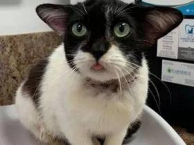 救助了一只“小狗”,带去医院,兽医:这是猫!