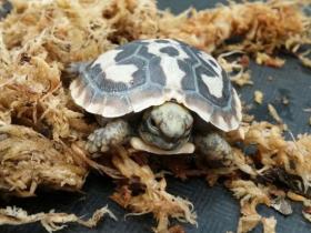 有一种乌龟有个好听的名字：饼干龟