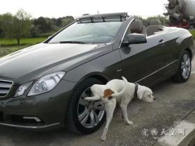 狗狗为何喜欢在轮胎上撒尿？四招可避免爱车被狗伤的方法