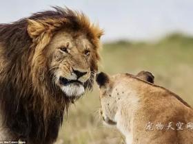 意大利摄影师拍到狮子吵架 狮子界的“何洁”与“赫子铭”
