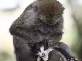 印尼长尾猴寸步不离照料小猫 将其视如己出