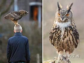 荷兰有一只喜欢站在人脑袋上的猫头鹰
