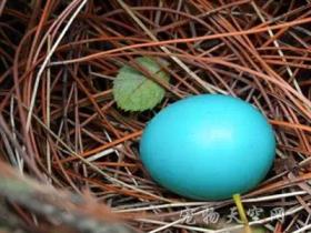 南京紫金山发现罕见蓝色鸟蛋 萌翻众多网友们