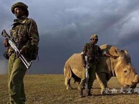全球最后一头雄性白犀牛被24小时持枪保卫