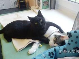 波兰一只神奇的猫护士 救助站里照顾其它动物
