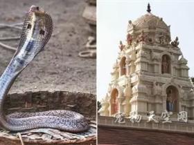 印度男子娶眼镜蛇为妻 上演真人版“白蛇传”