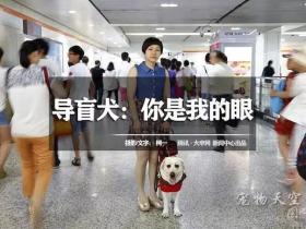 图说上海·导盲犬耳斯滨,你是我的眼