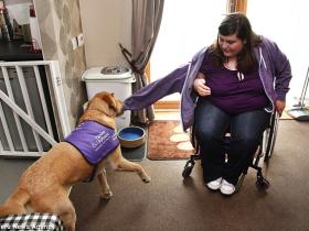 英国护工犬Griffin  负责患病主人的衣食起居