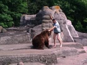 波兰男子可能酗酒或吸毒  闯入动物园暴打母熊后逃离