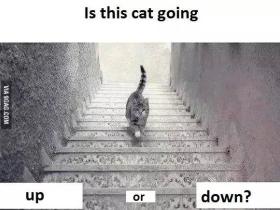 这只猫到底是在上楼，还是下楼？