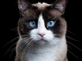 近距离给猫猫和狗狗拍肖像照(一)