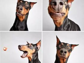流浪狗狗的艺术照 帮它们找到一个幸福的家