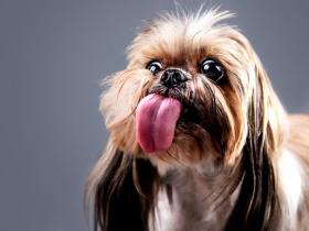 狗狗舔舌头照 鼓舞人们接受治疗犬与孩子在一起