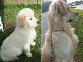 狗狗长大前和长大后的对比（二）
