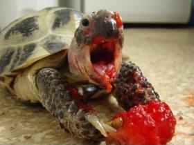 宠物吃草莓的场面  血腥程度堪比恐怖大片