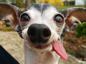 意大利灵缇犬Zappa 撞脸冰河世纪里的树懒Sid