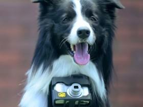 世界上第一位“狗狗摄影师”诞生  做到真正“用心拍照”