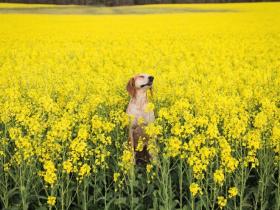 摄影师带着狗狗Maddie开始一场史诗般的冒险旅行