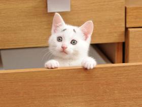 英国一只猫咪长着八字眉  网上爆红