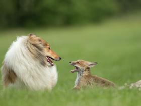 小狐狸的妈妈死于车祸  一只牧羊犬收养它并担当妈妈