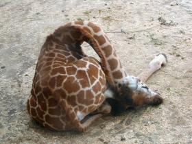长颈鹿罕见而又珍贵的睡觉照片 以及其不为人知的秘密