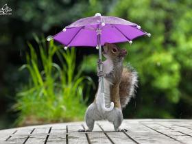 英国摄影师给松鼠做了一把小伞  松鼠打着伞萌萌哒