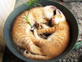 “植物猫”诞生记：据说猫可以种在花盆里