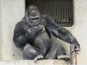 日本动物园猩猩因“太帅” 众多女游客慕名而来