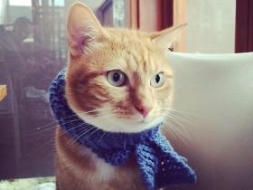 南非猫咪Butternut的冒险经历