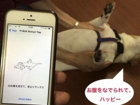 日本推出首个宠物社交网络——Anicall