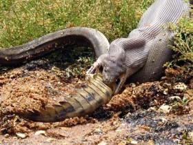 澳居民拍下巨蟒吞食鳄鱼全过程 场景令人震撼
