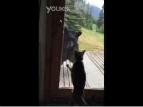 猫咪VS黑熊:野生黑熊入侵遇到守家的猫