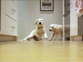 花了9个月的时间：拍摄两只金毛幼犬的竞食表演