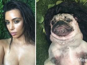 巴哥犬模仿性感美女Kim Kardashian
