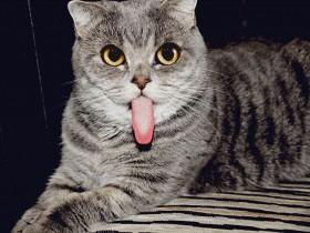 “爱因斯坦”猫网上爆红：因喜欢把舌头耷拉出来
