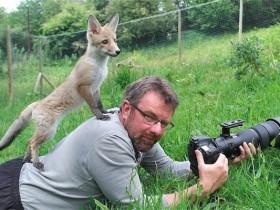 野生动物摄影师用照片呼吁：停止捕猎狐狸
